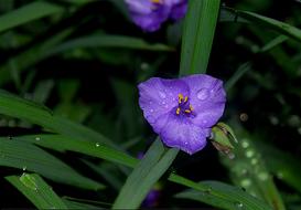 Purple Flower Dew Rain