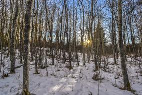 Birch Trees in winter at Sunset