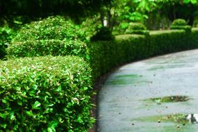 trimmed green bushes in the garden