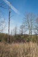 Dry grass and trees in the field