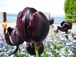 British Columbia Vancouver Tulip