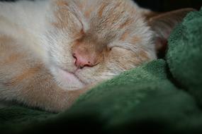 redhead Cat Siamese Animal