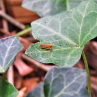 Macro Insect Orange