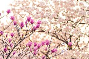 cherry blossom painting