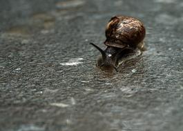 a big brown snail on the pavement