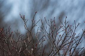 Spring Branches Nature