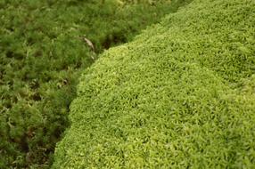 natural Green Moss Grass