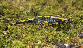 Salamander Fire