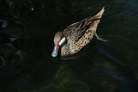 a duck swimming in a wilderness lake