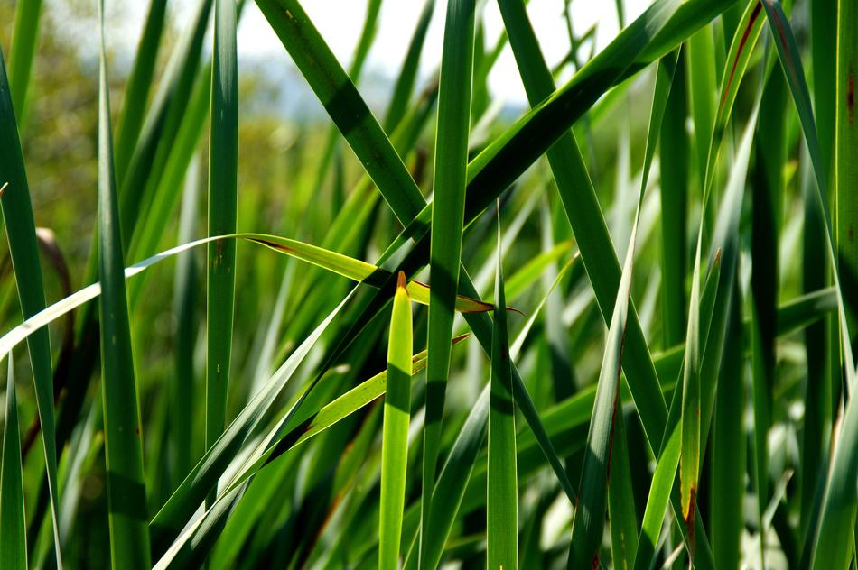 green grass in spring