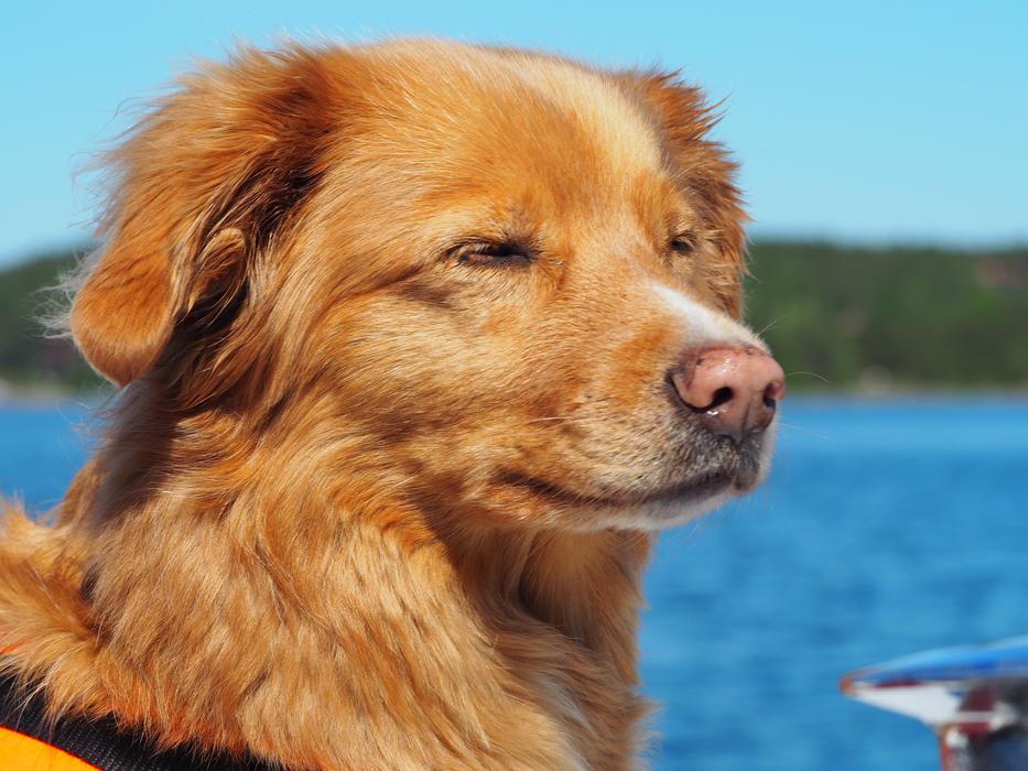 Dog Summer Water