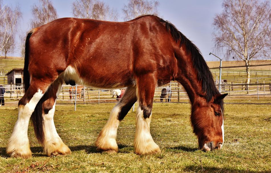 Shire Horse Coupling