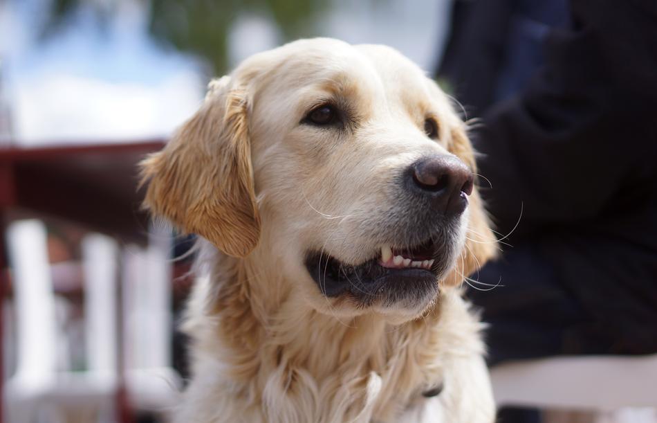 Dog Retriever Golden