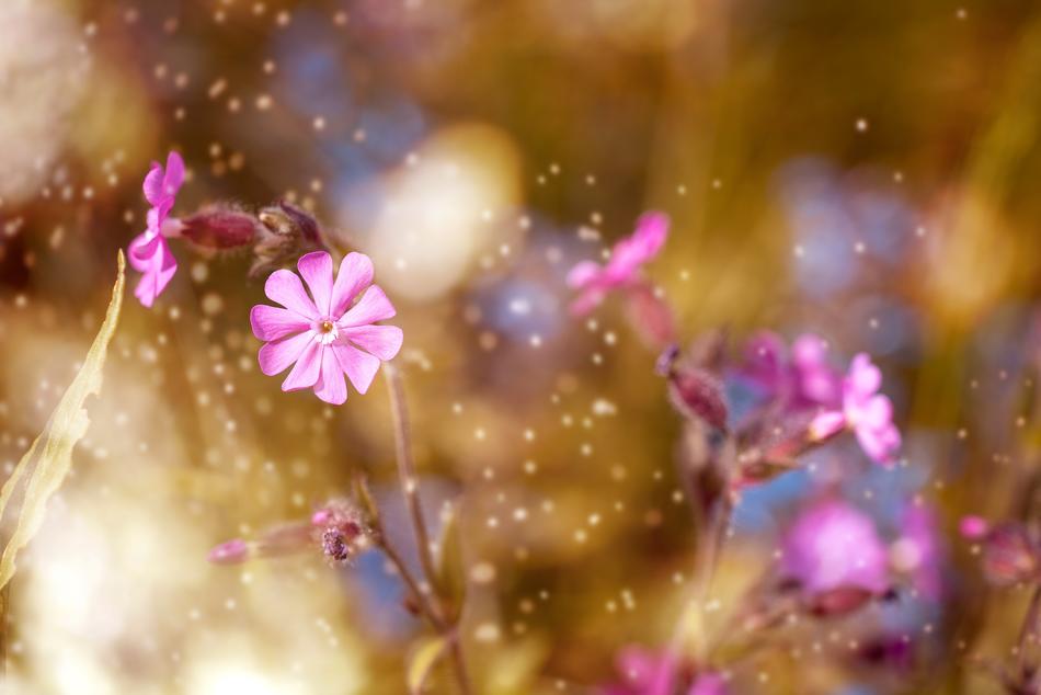 purple flowers on golden background