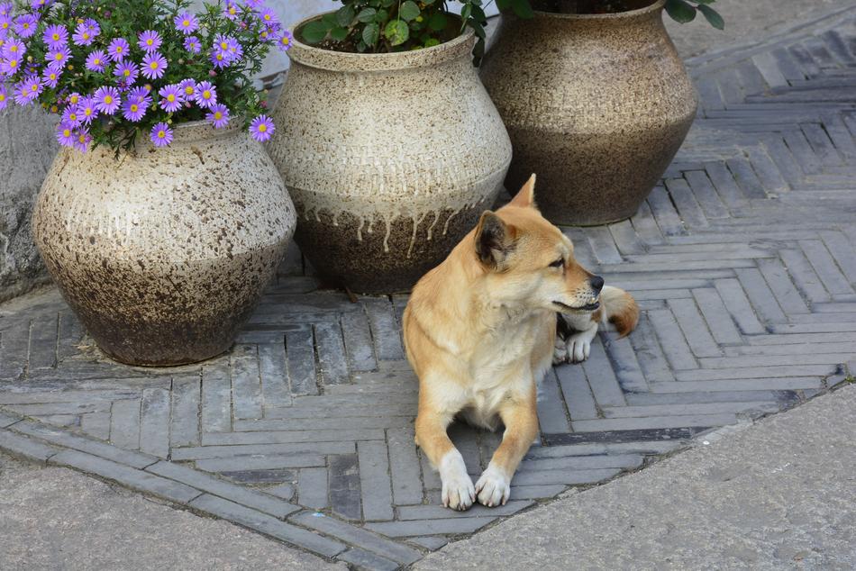 Animal Dog Harmony Be