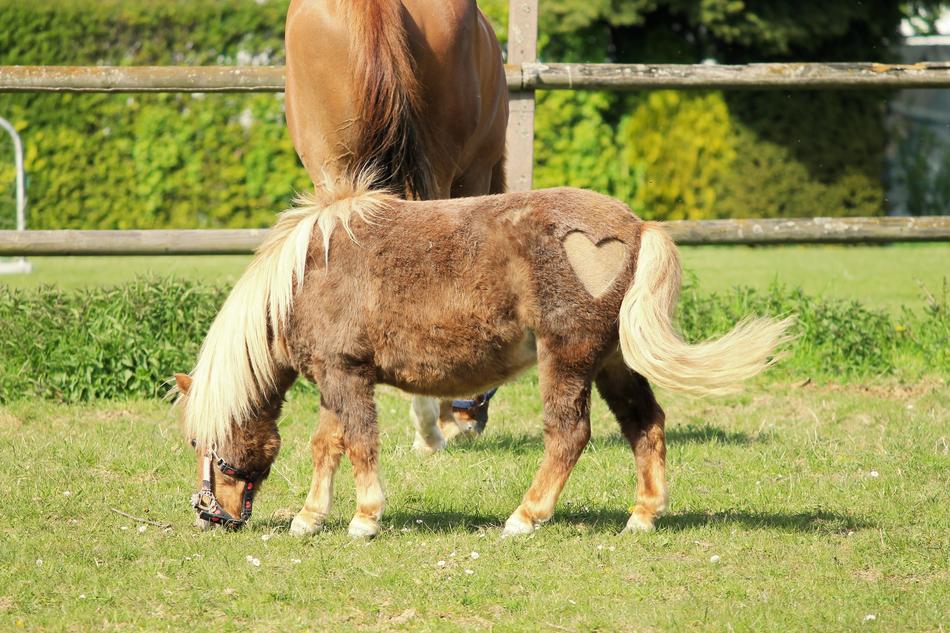 Horse Pony Heart