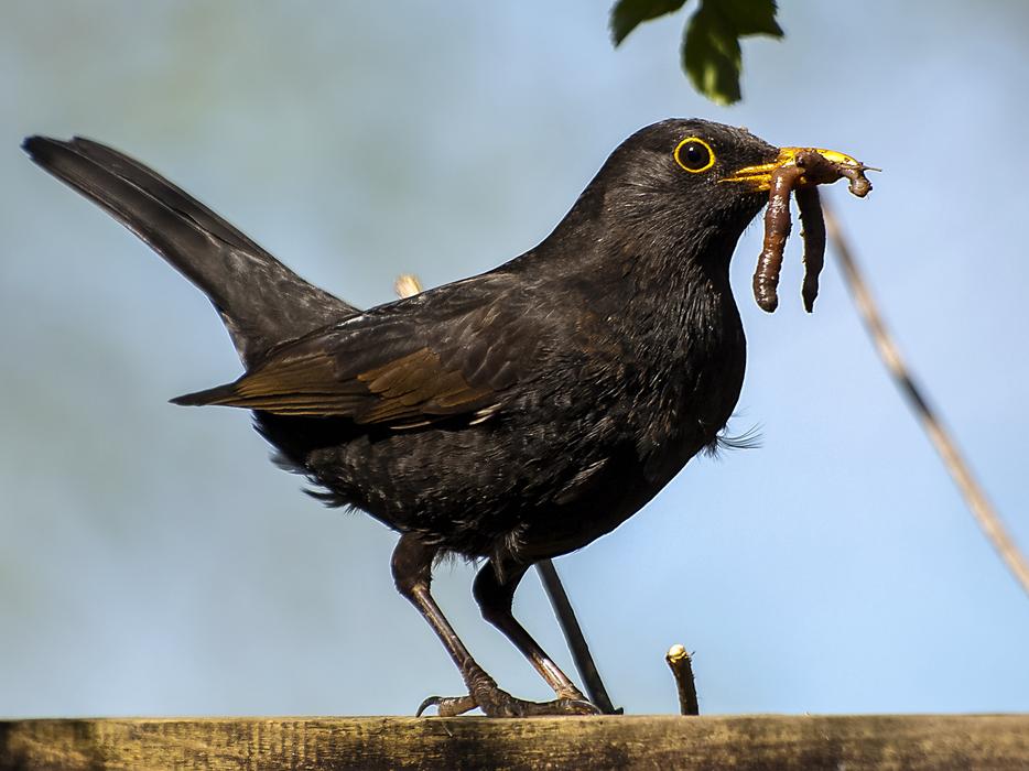 Blackbird Bird Garden
