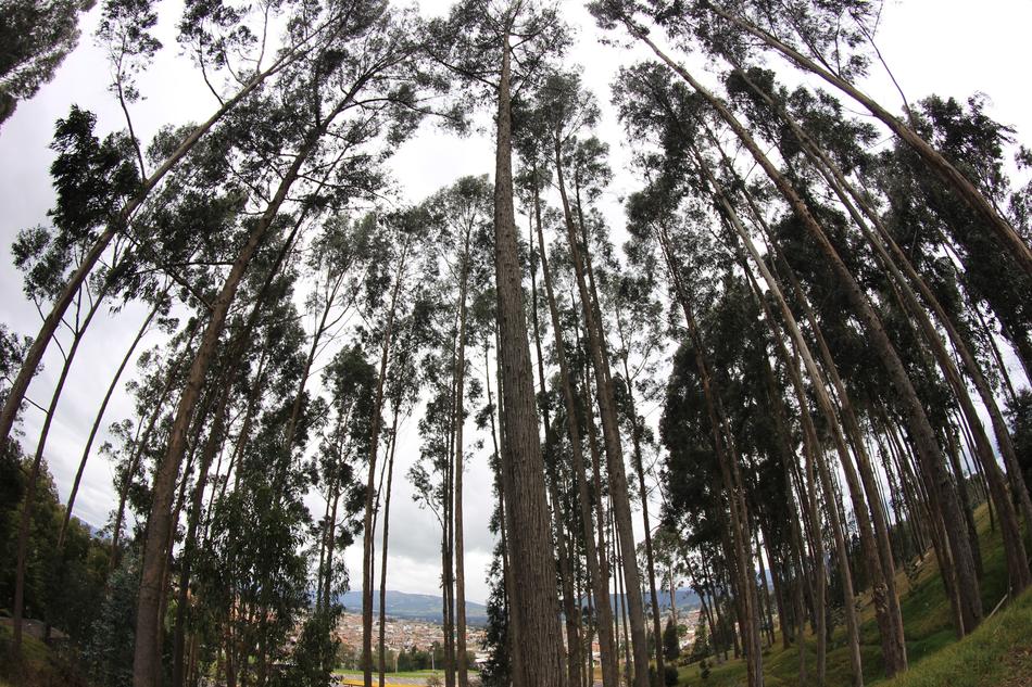 cloudy view of trees