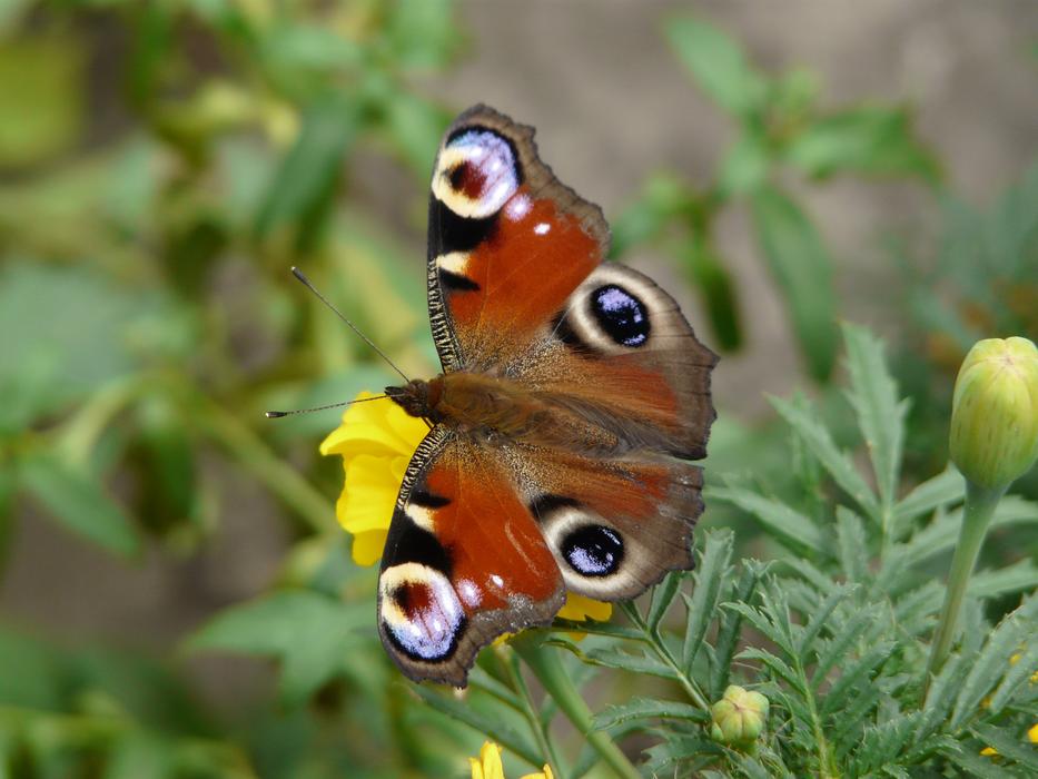 a butterfly with eyes on a flower