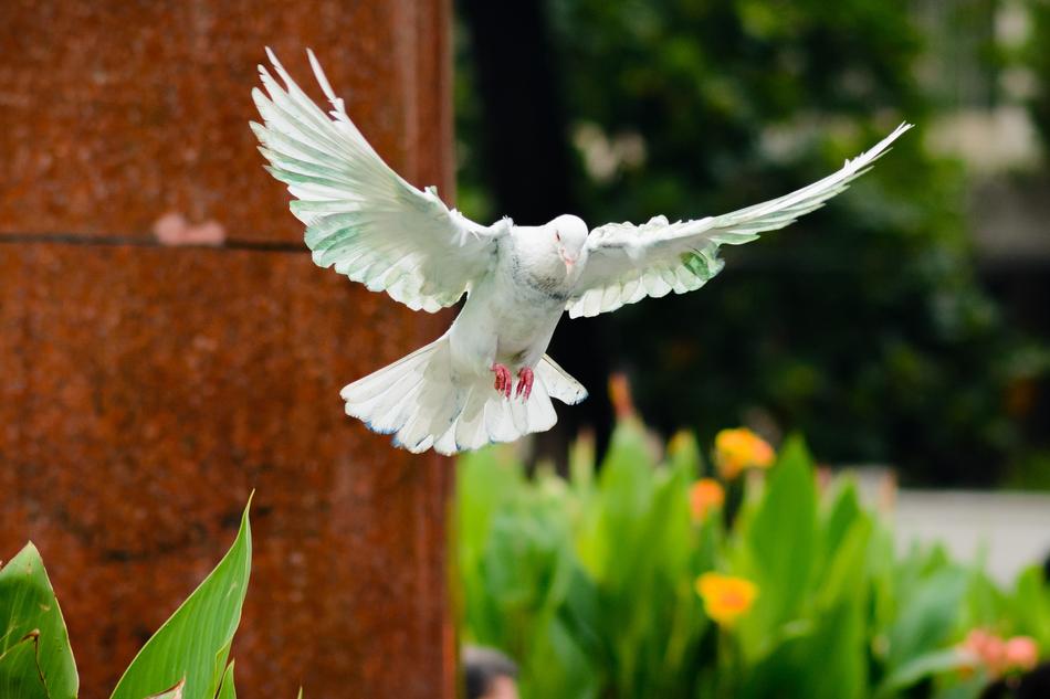 pigeon flying in the air