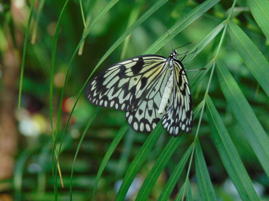 Butterfly Nature Wings