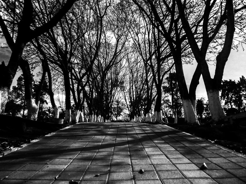 black and white photo of the park