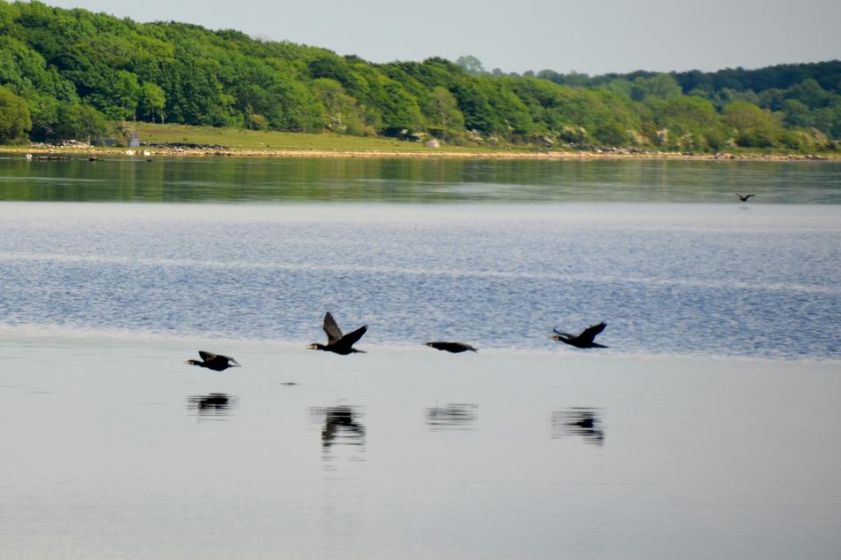 Cormorant Lake Water