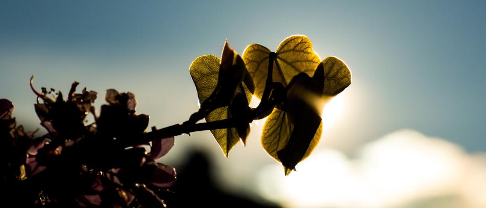 green leaves in the sunlight on a branch