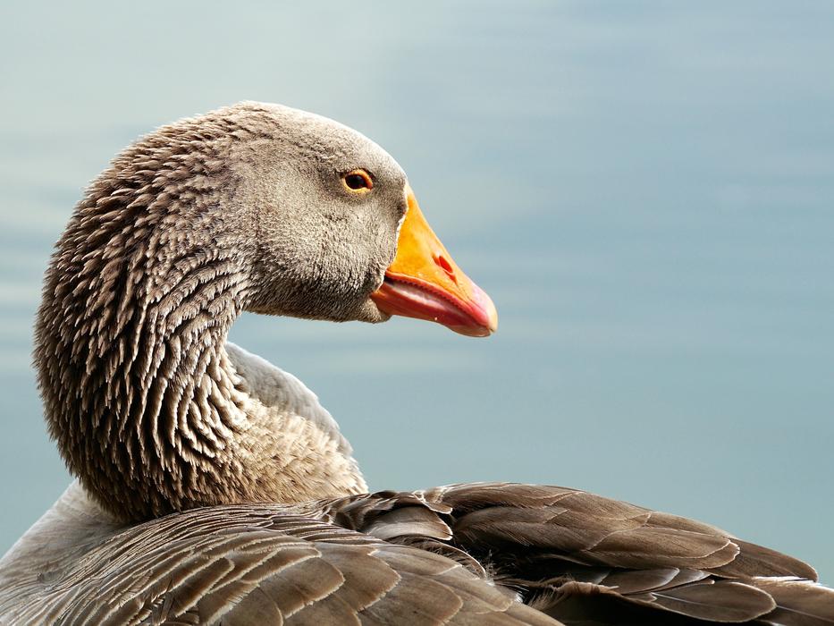 Wild Goose Bird Water