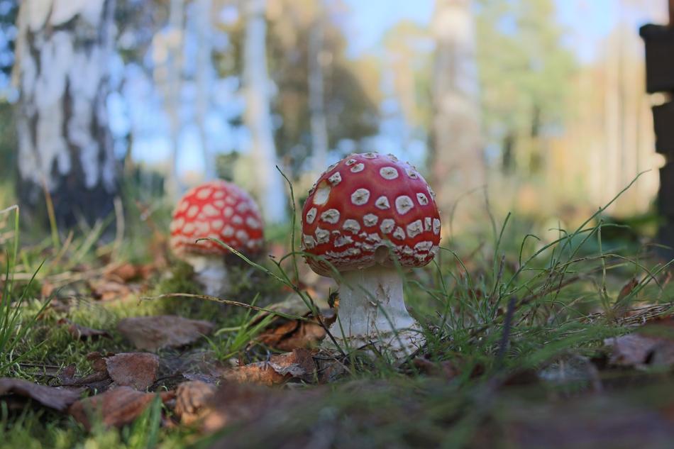 small fly agarics in the forest