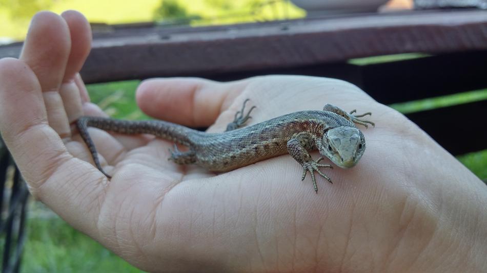 a little lizard in my hand