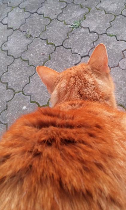 street Cat Tomcat