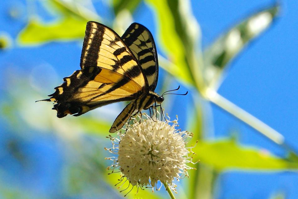 a gorgeous butterfly on a flower