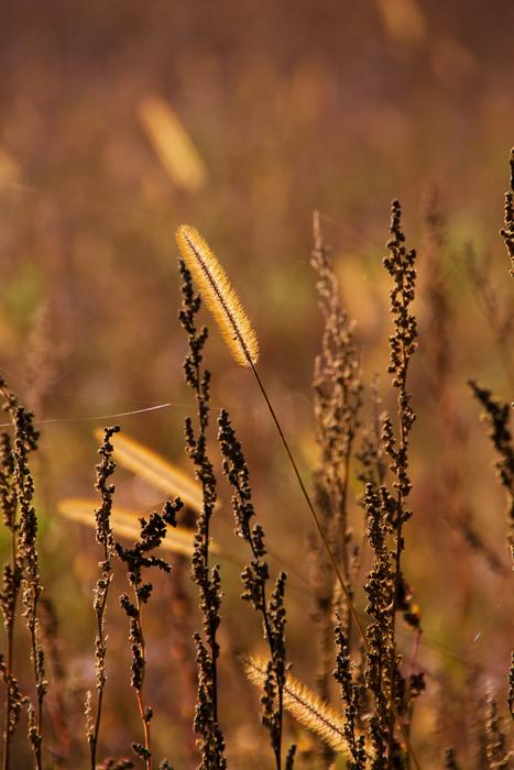 Grass Autumn Brown