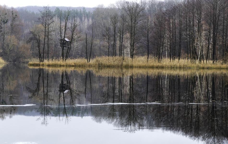 lake with trees in the forest