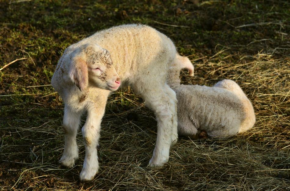 Lamb Young Animal SchÃ¤fchen