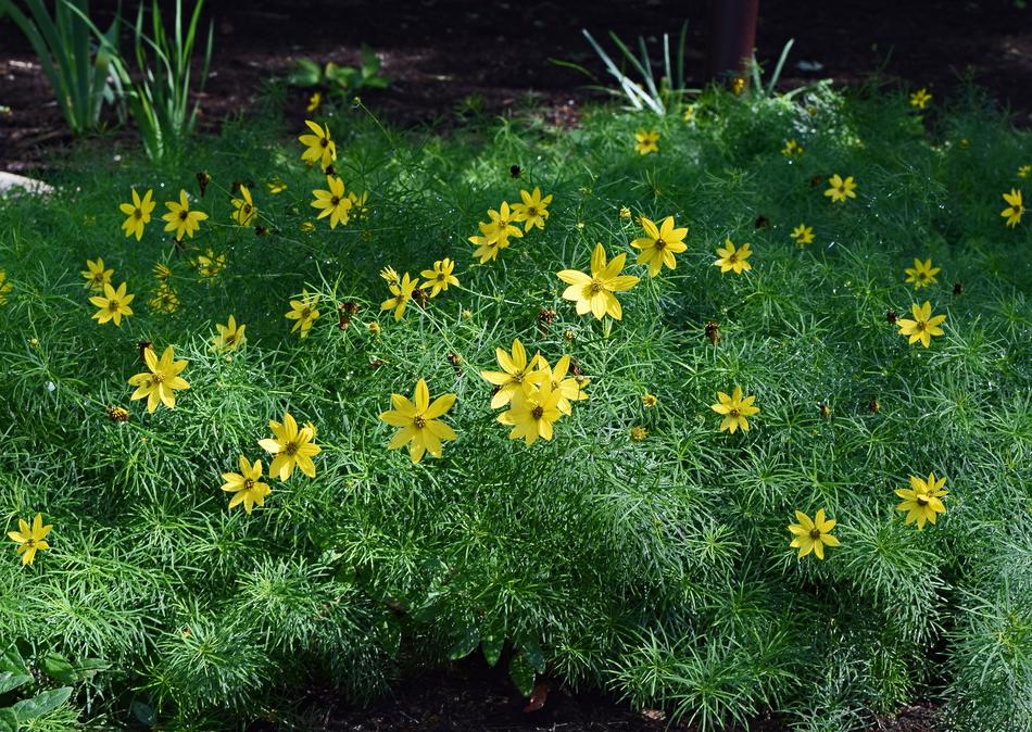 Coreopsis Verticillata Tickseed