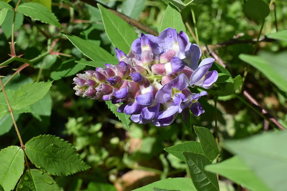 Rain-Wet Wisteria Raindrops Flower