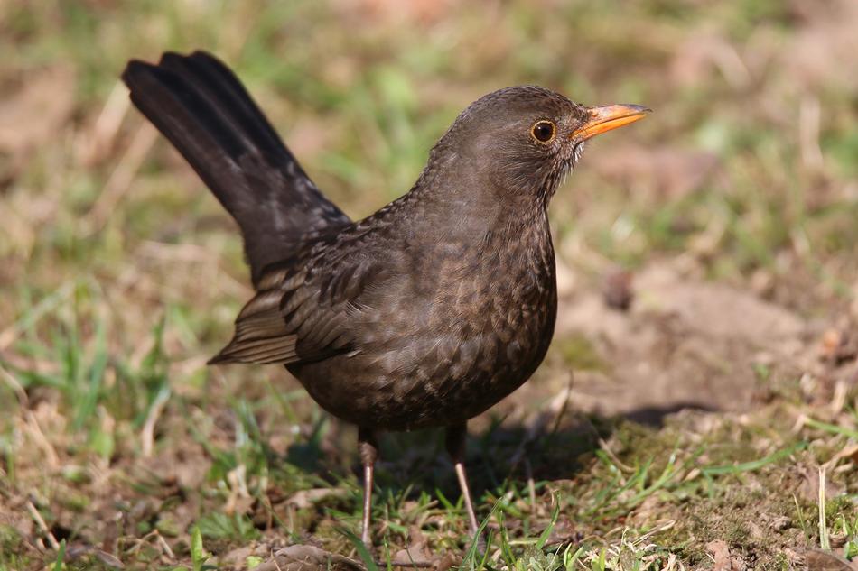 Blackbird Thrush Black Turdus