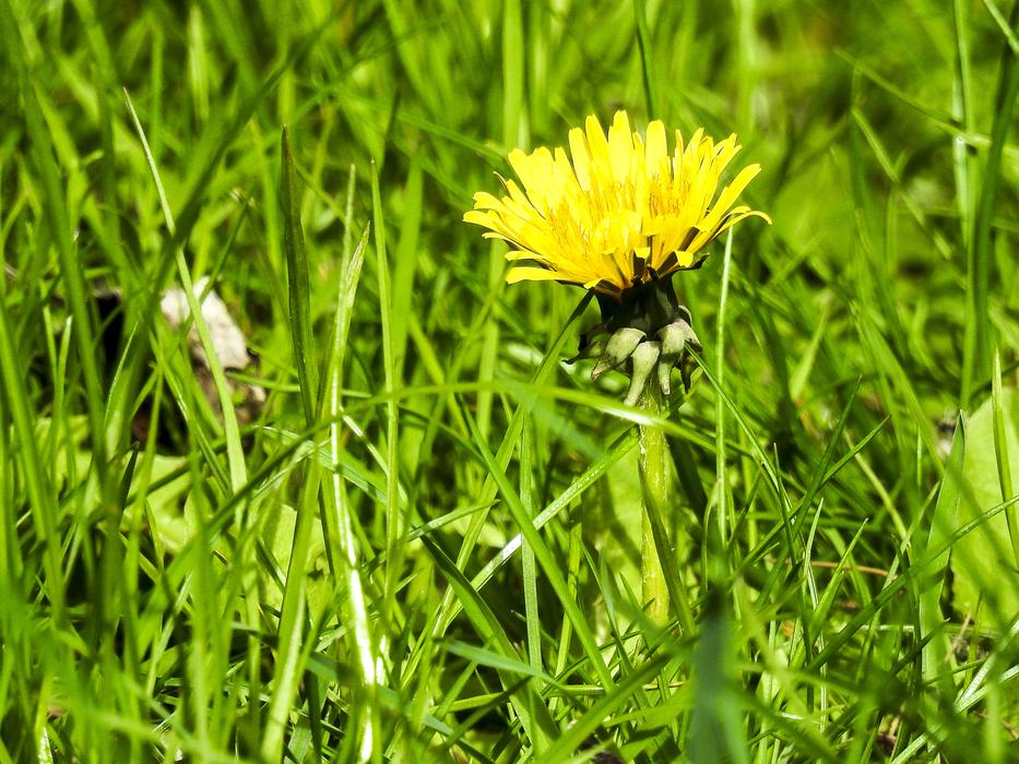 a dandelion hiding in the grass