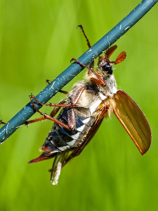 beetle clinging to the grass
