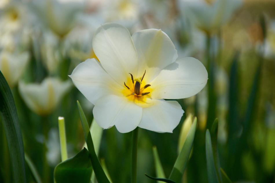white flowers are nice