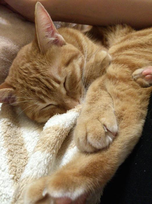 Cat Animal Cute