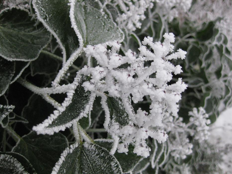 Frost Winter Nature Ice