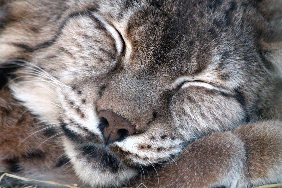 wildebeest sleeping
