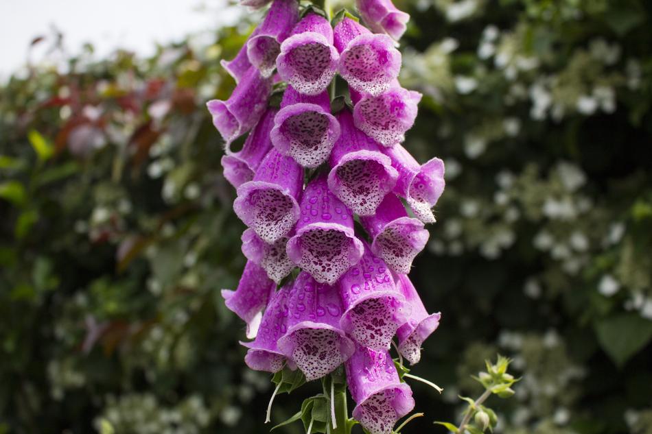 purple bells on a branch