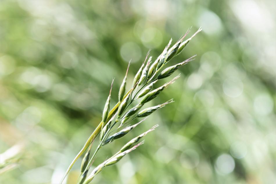 green wheat on a green background