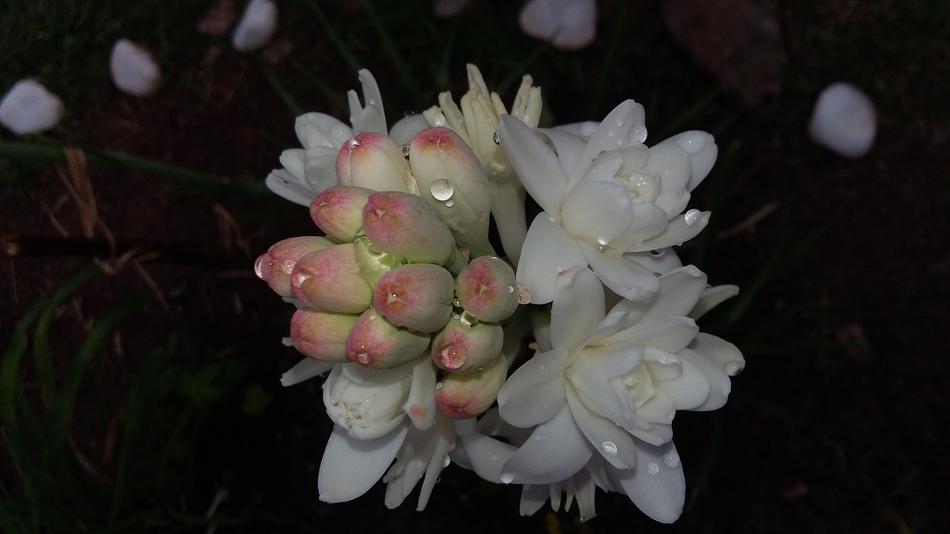Angelica Flower Tuberose