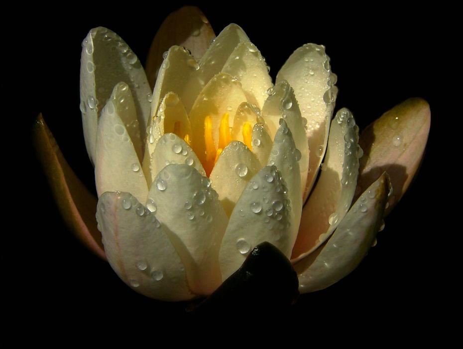 yellow flower in water droplets