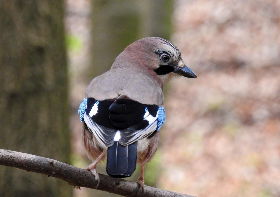 Jay Guard Bird Animal